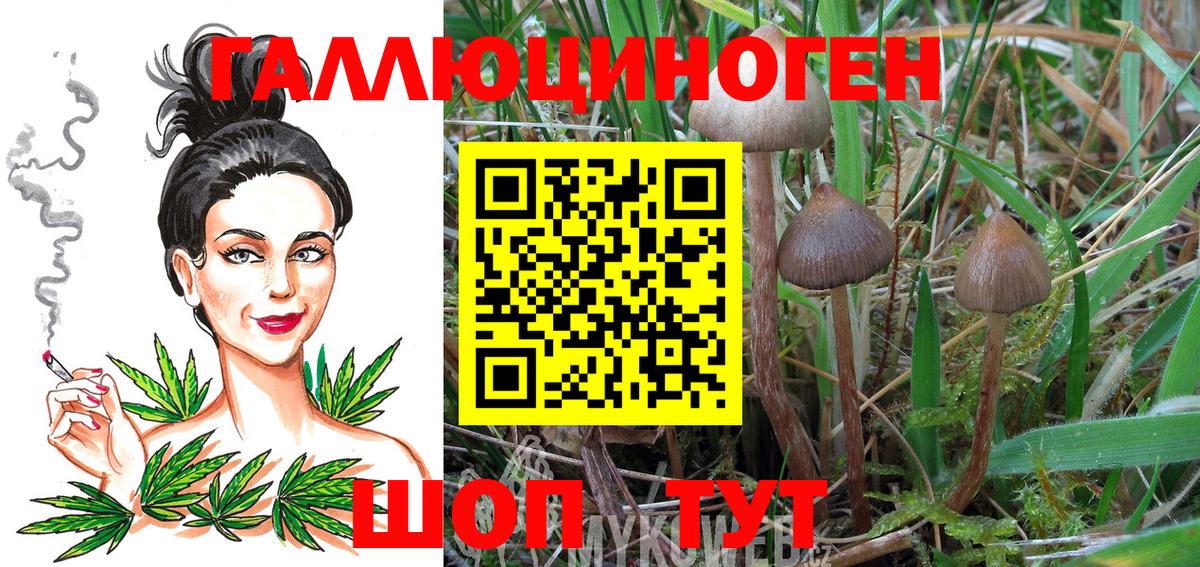Кинешма  Галлюциногенные грибы Cubensis  Вход с VPN 